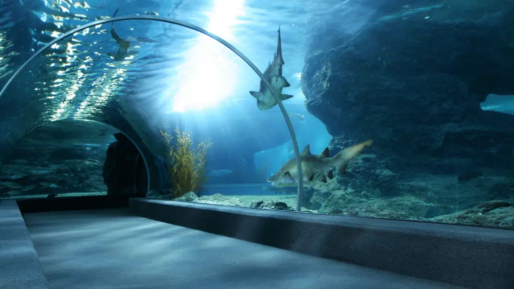 sea-aquarium-singapore